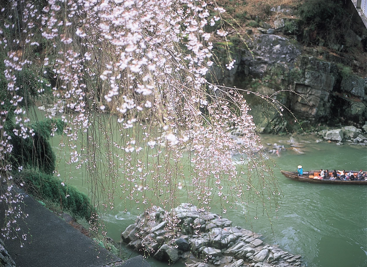 天龍峡の桜④