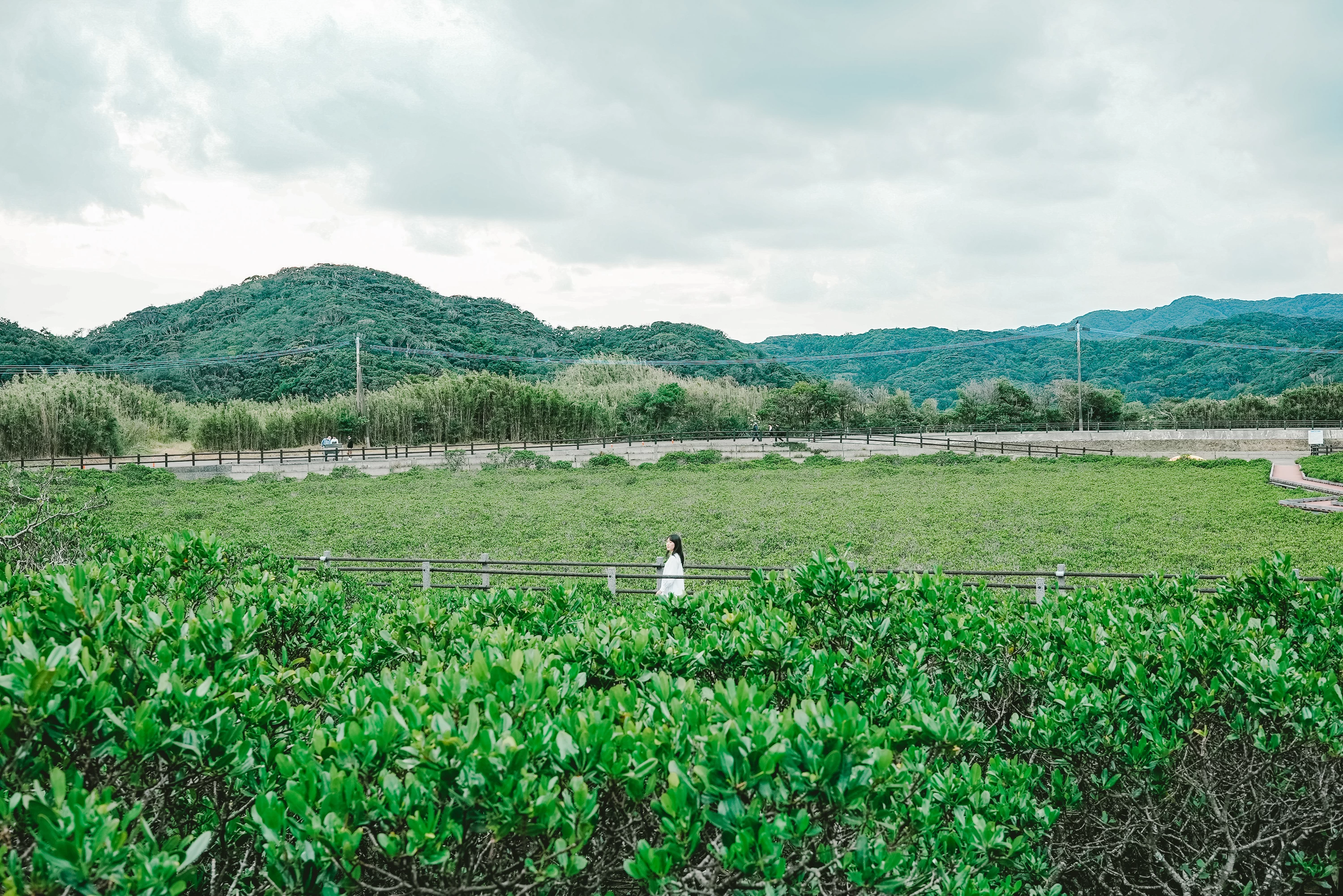 マングローブ畑