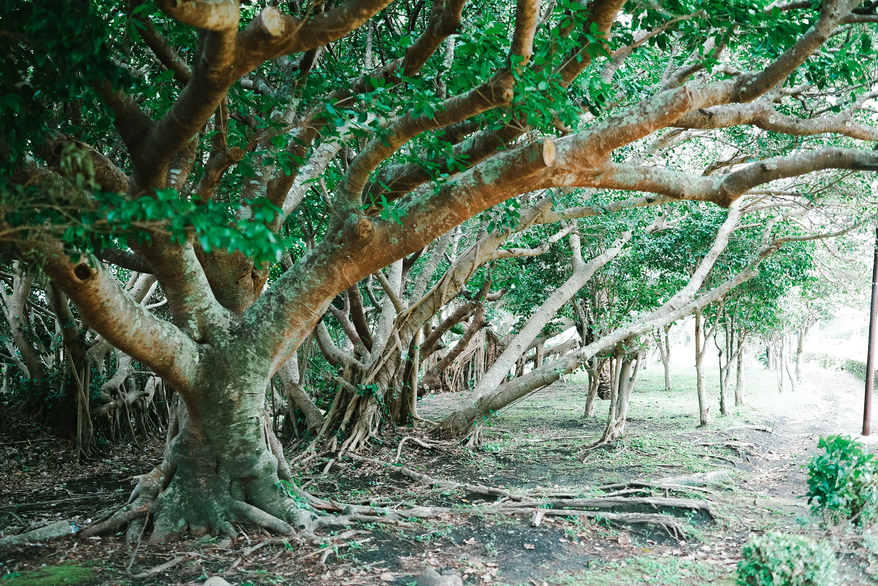 ガジュマルの木