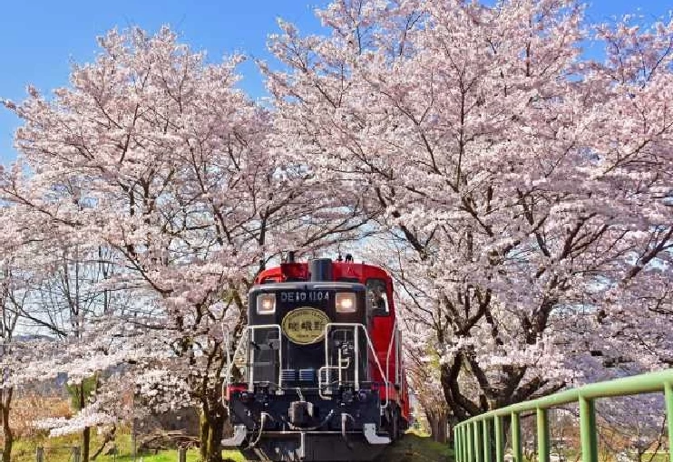 嵯峨野トロッコ列車（春）