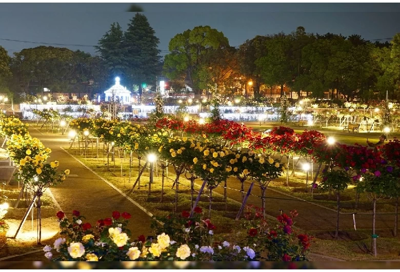 バラのライトアップ