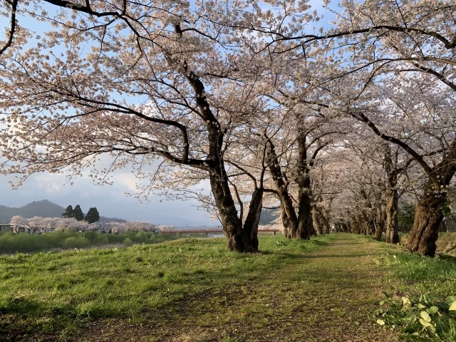 桧木内川の桜