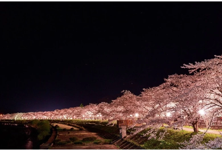 ライトアップ時の景色