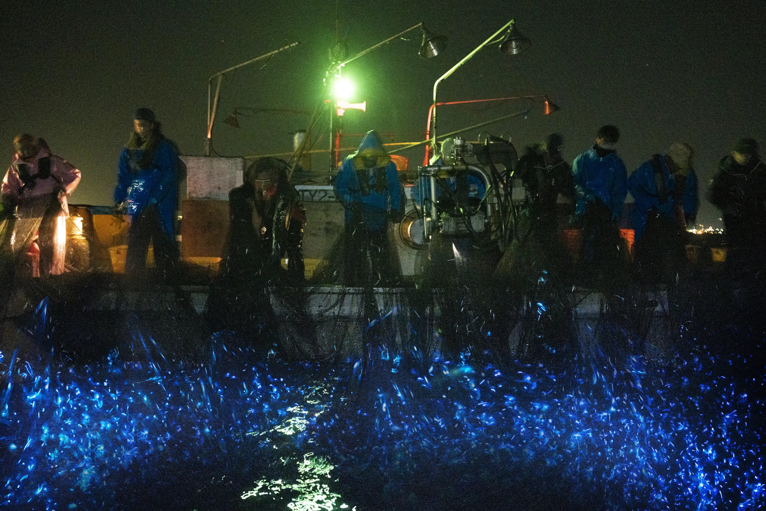 網の中で光るホタルイカ