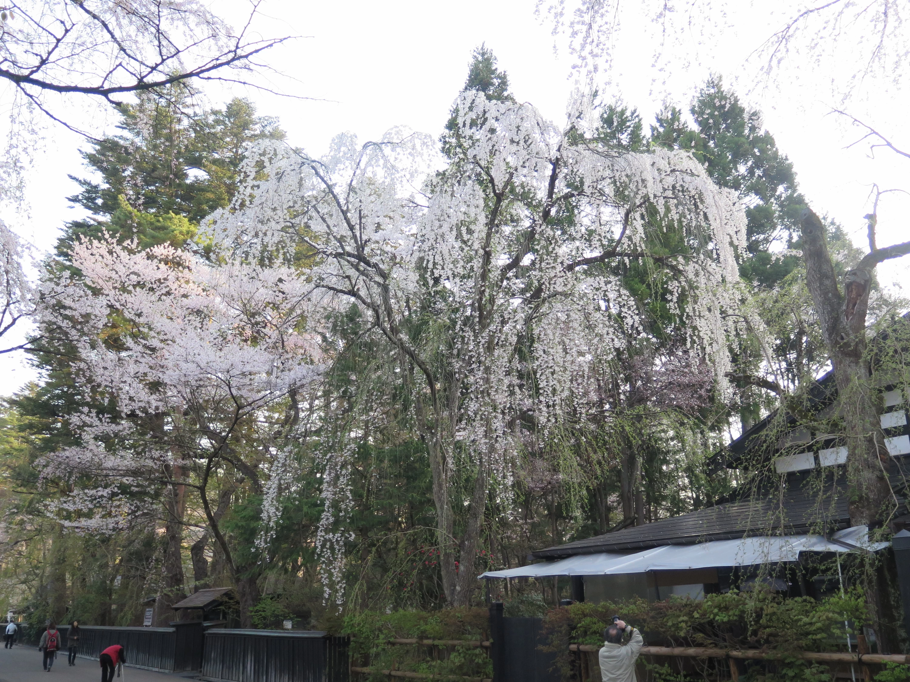 武家屋敷通りと桜②