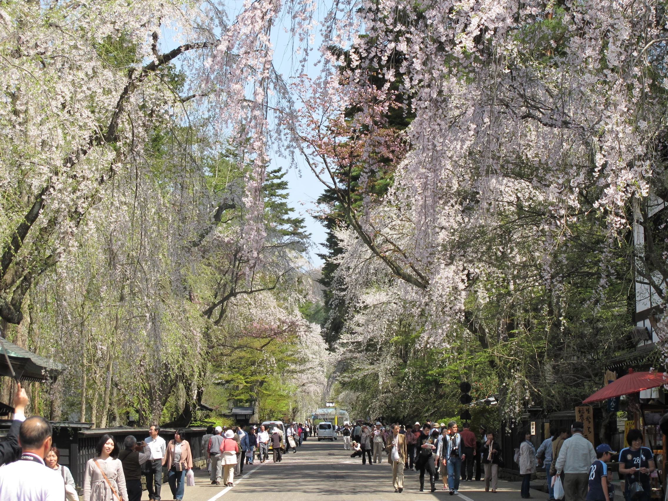 武家屋敷通りと桜③
