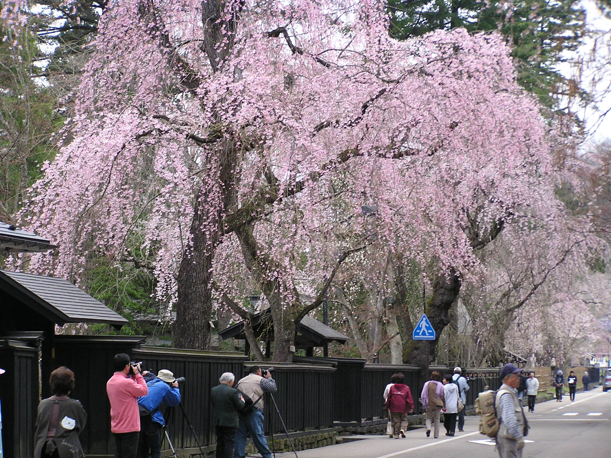 武家屋敷通りと桜④