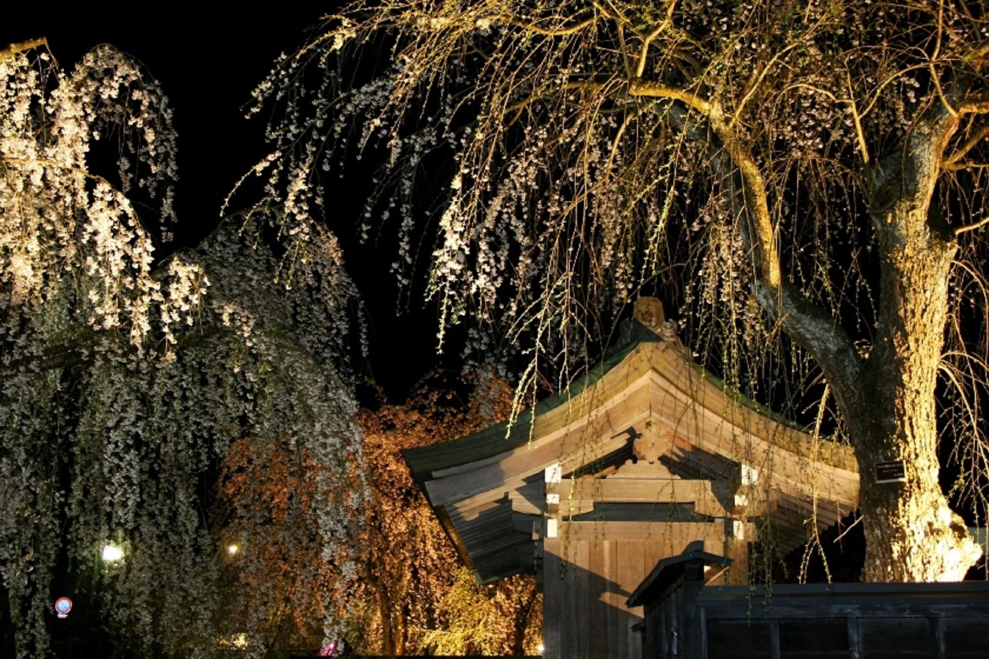 武家屋敷通りと桜のライトアップ