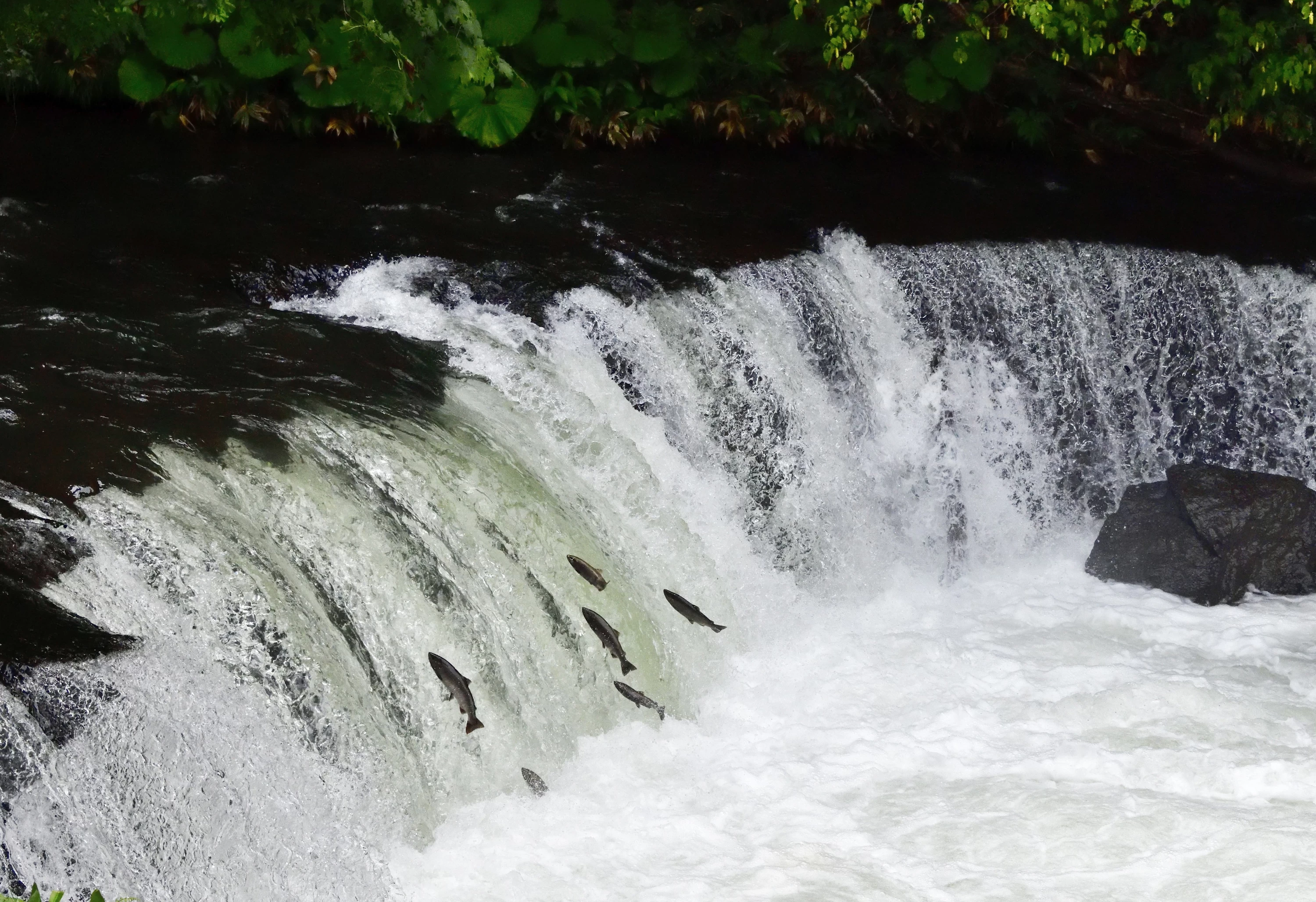 遡上するサクラマス①