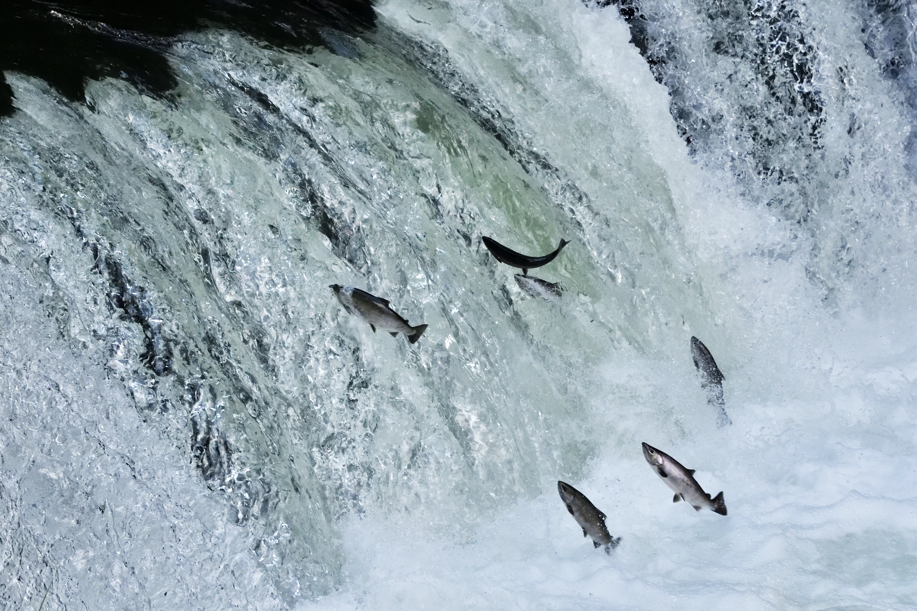 遡上するサクラマス②