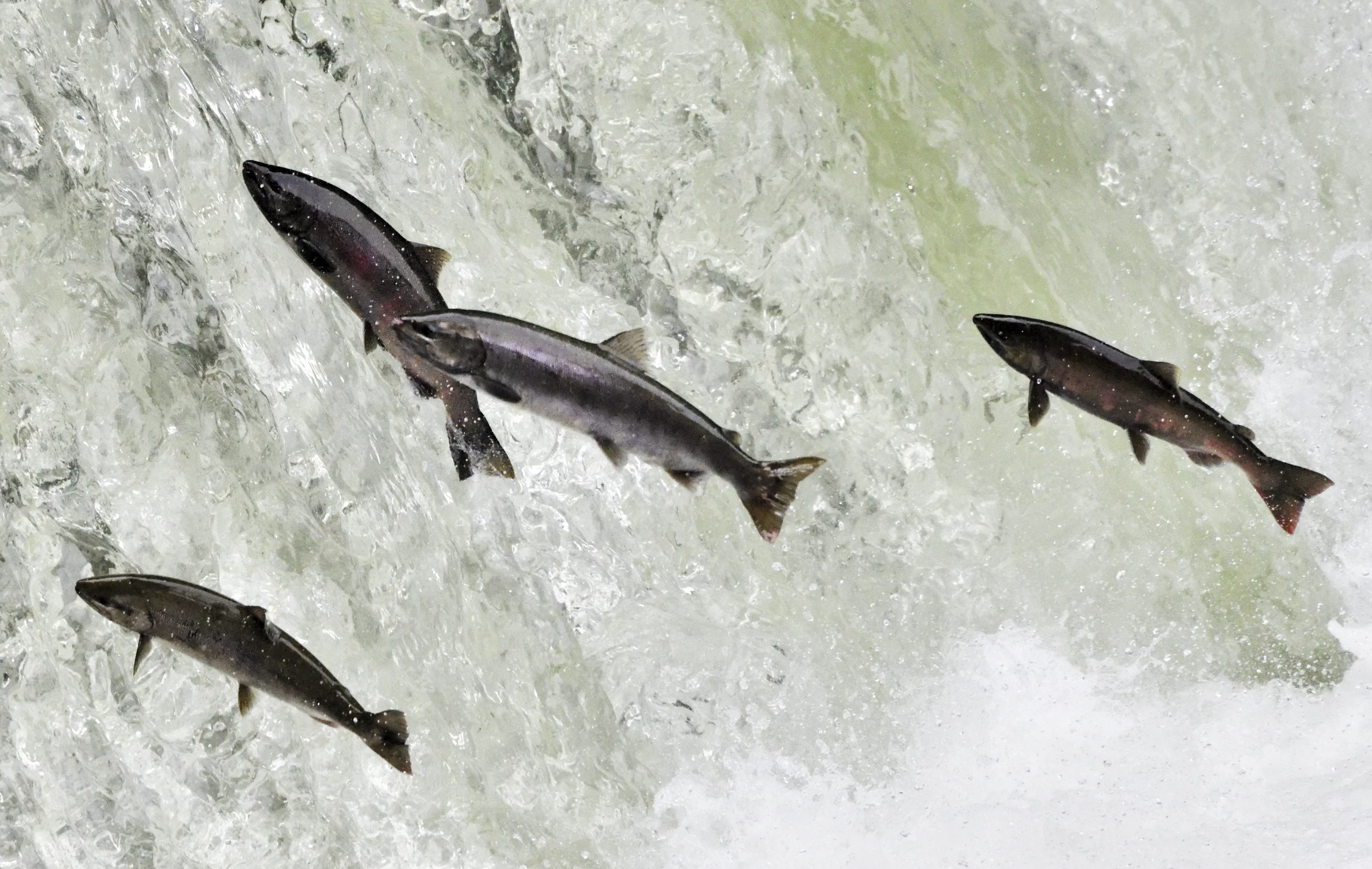 遡上するサクラマス③