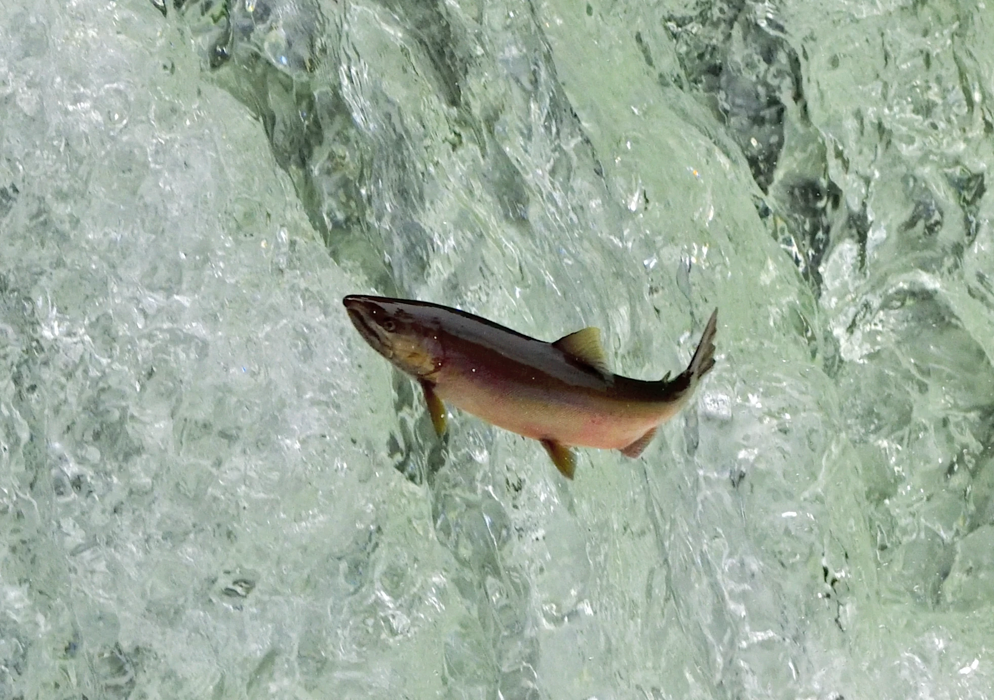 遡上するサクラマス④