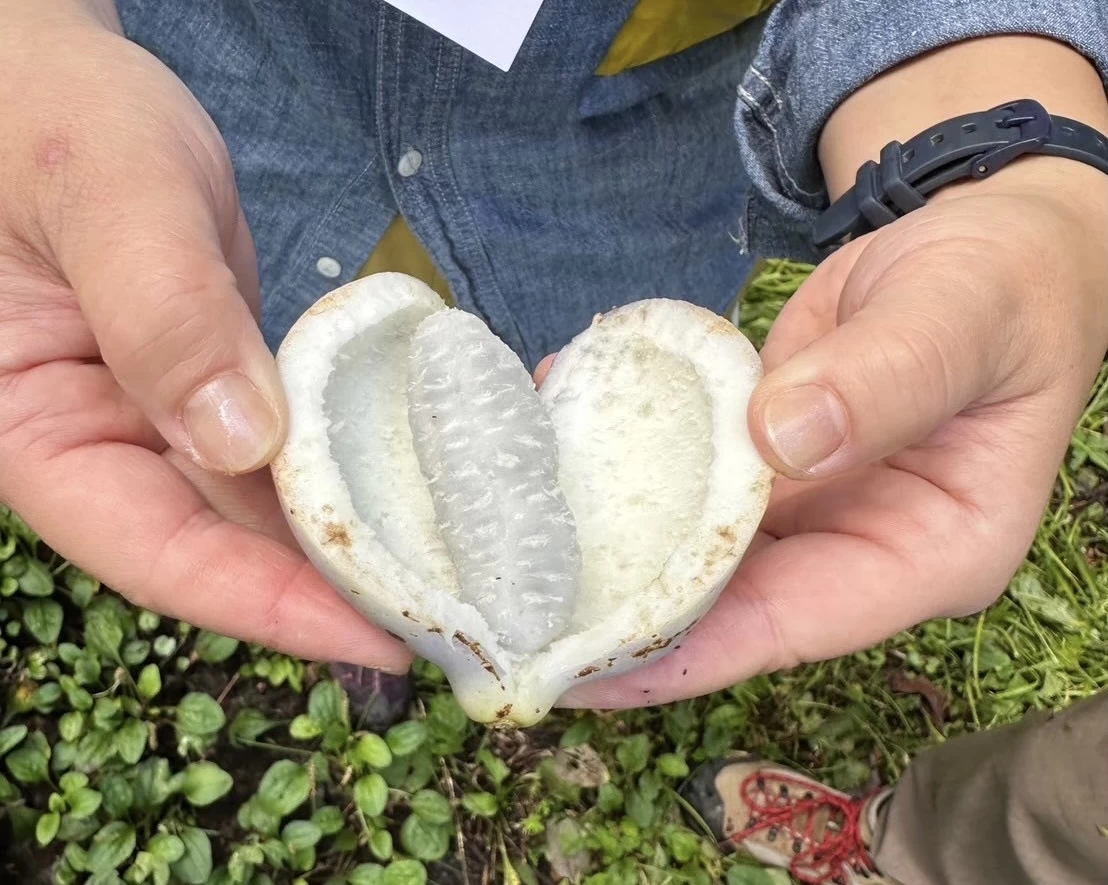 ガイドが森の中を案内（画像提供：雪国リトリート®）