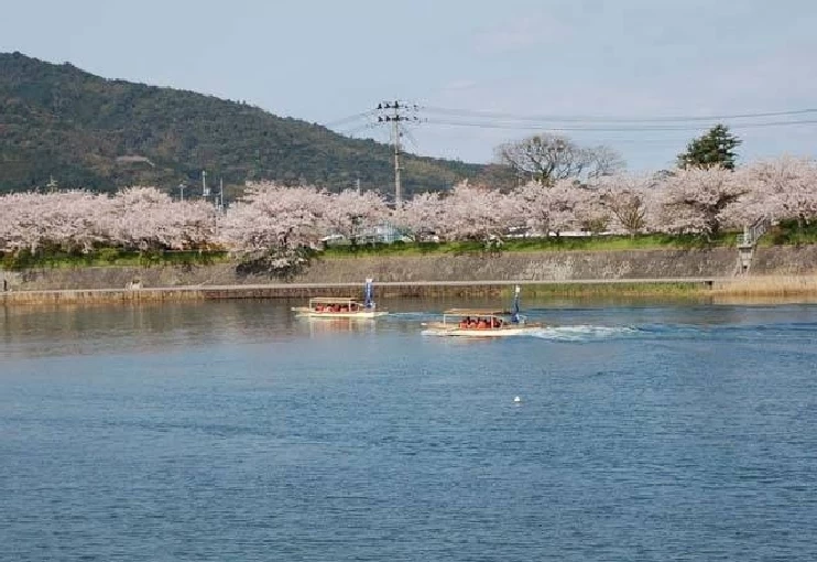 春は土手の桜が満開に