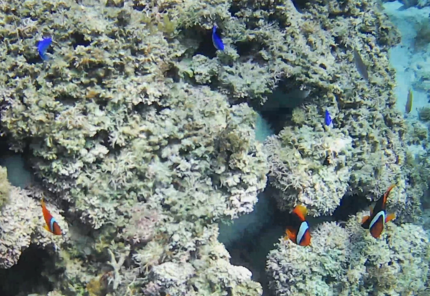 クマノミ(現地にて撮影)