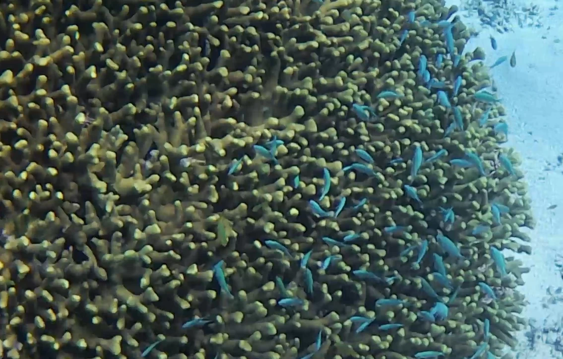 サンゴとデバスズメダイ(現地にて撮影)