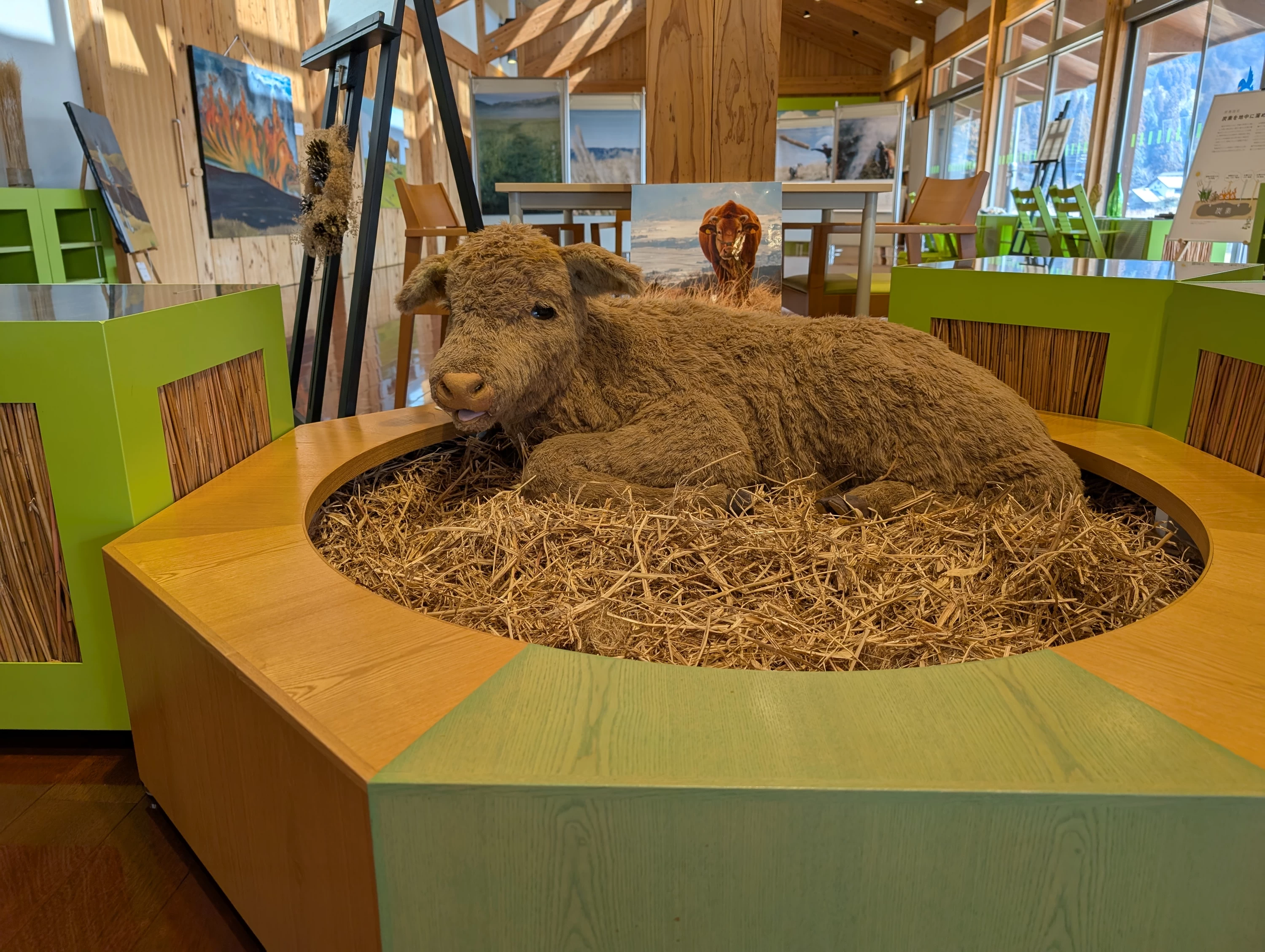 あか牛のあかちゃん展示（現地にて撮影）