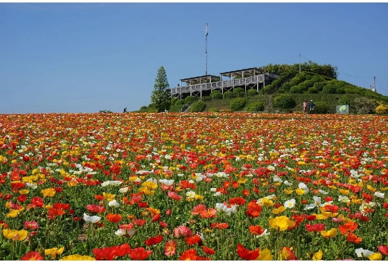 あわじ花さじき①