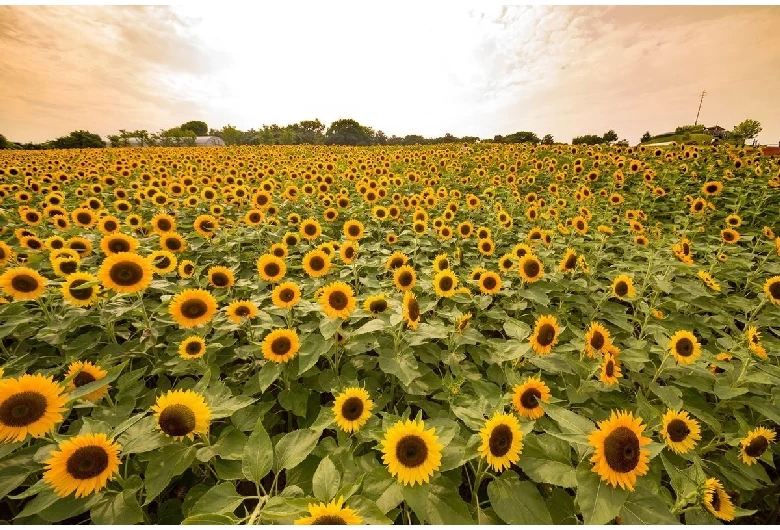 あわじ花さじき②