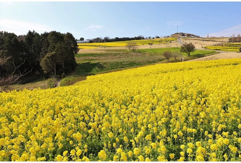 あわじ花さじき③