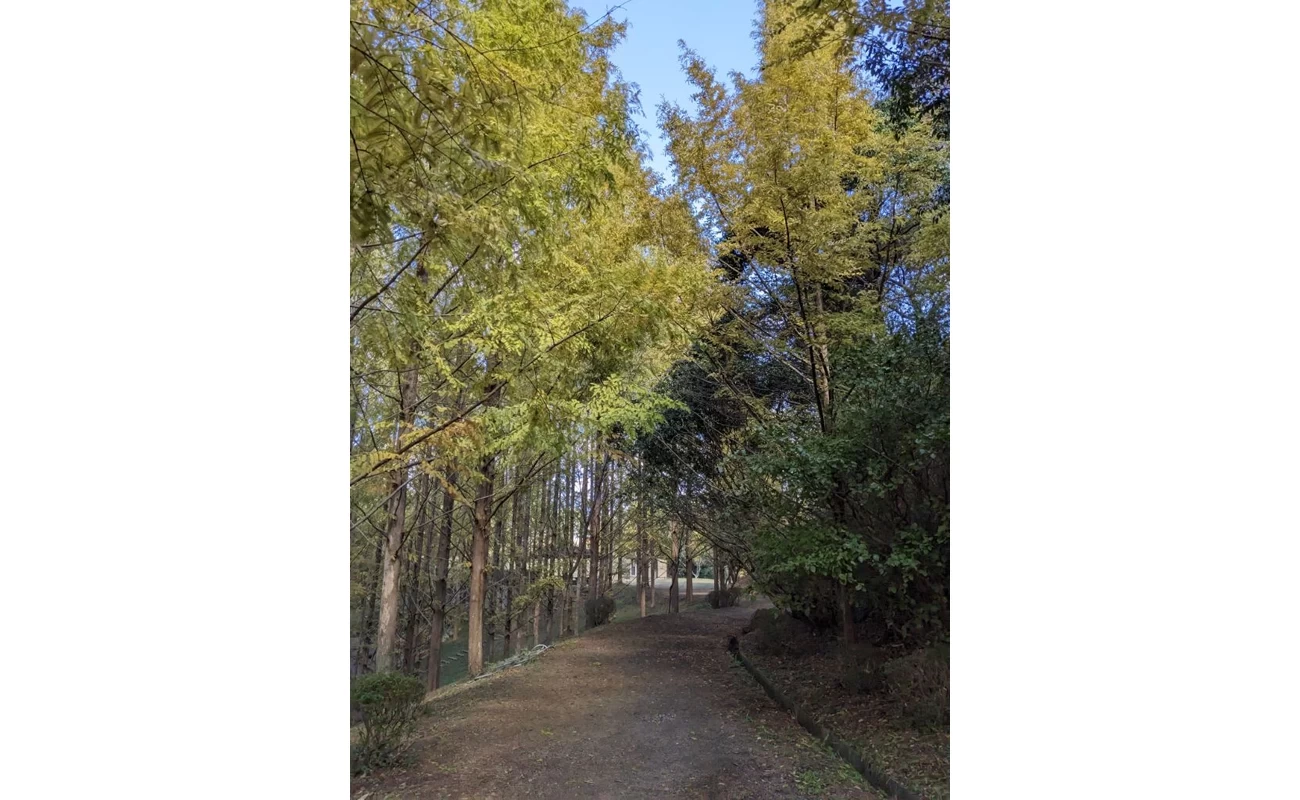 メタセコイアの紅葉