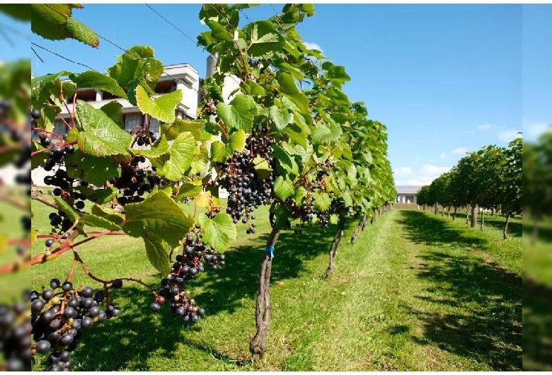 ブドウ展示園