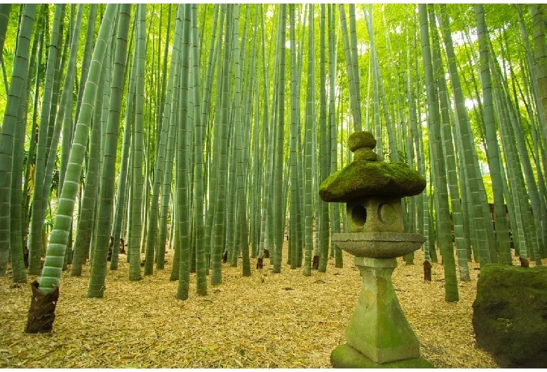 竹林②