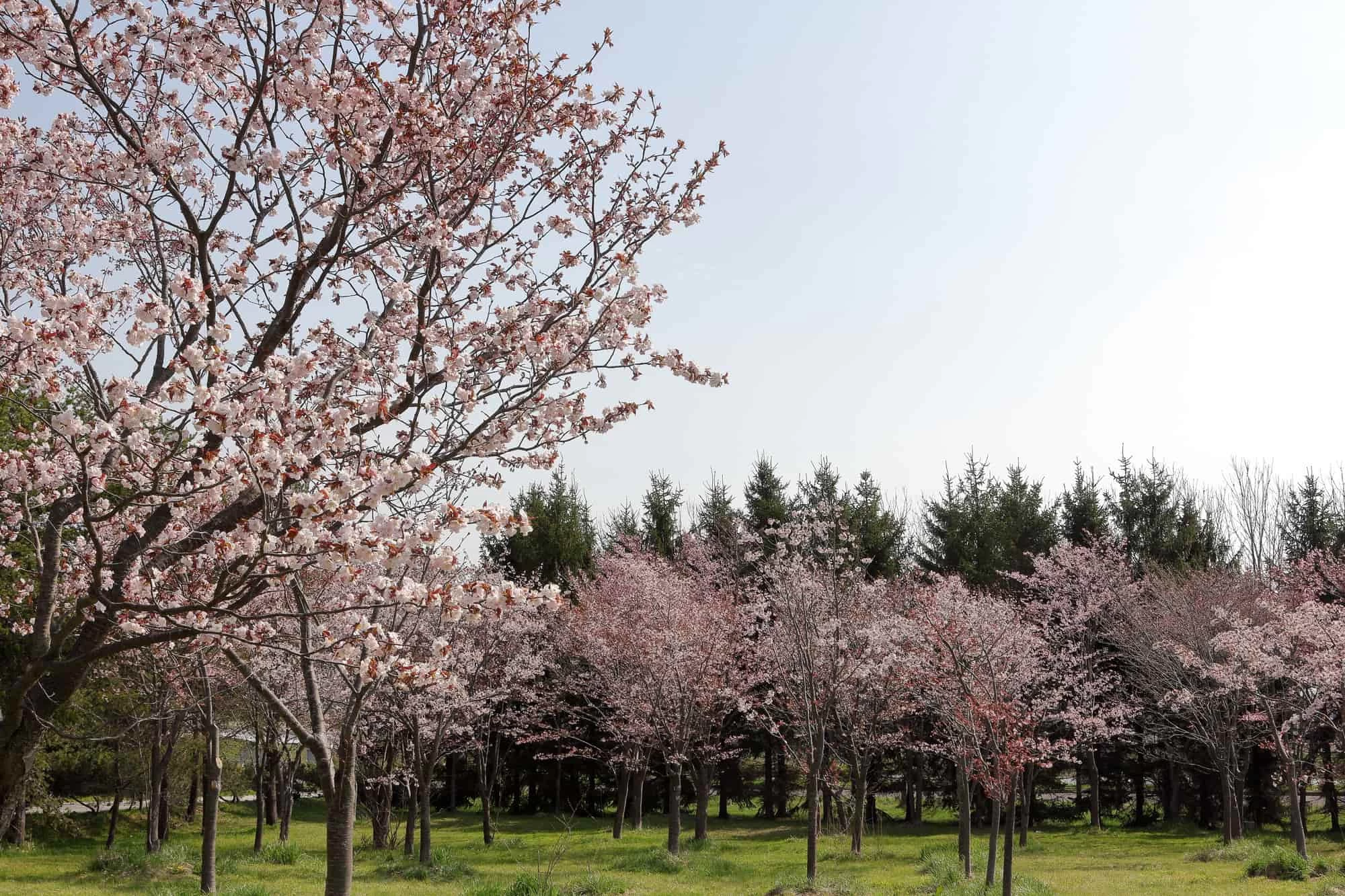 モエレ沼公園　桜