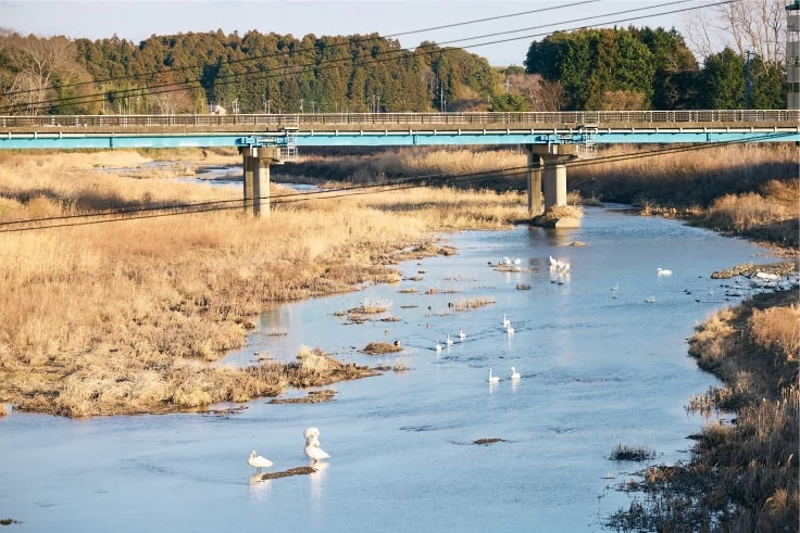 川沿いに集まる白鳥にも癒される