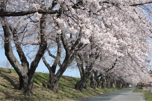 桜の見頃は例年3月下旬～4月中旬