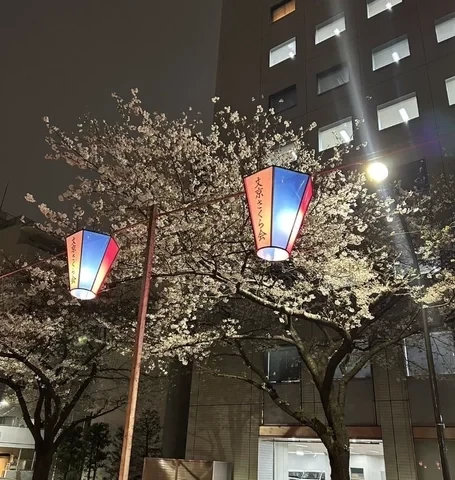 ぼんぼり点灯