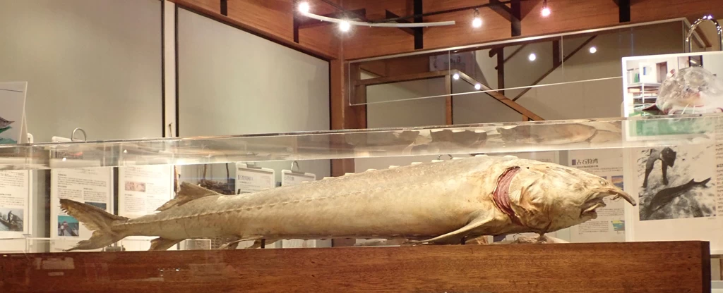 チョウザメの剝製（はくせい）