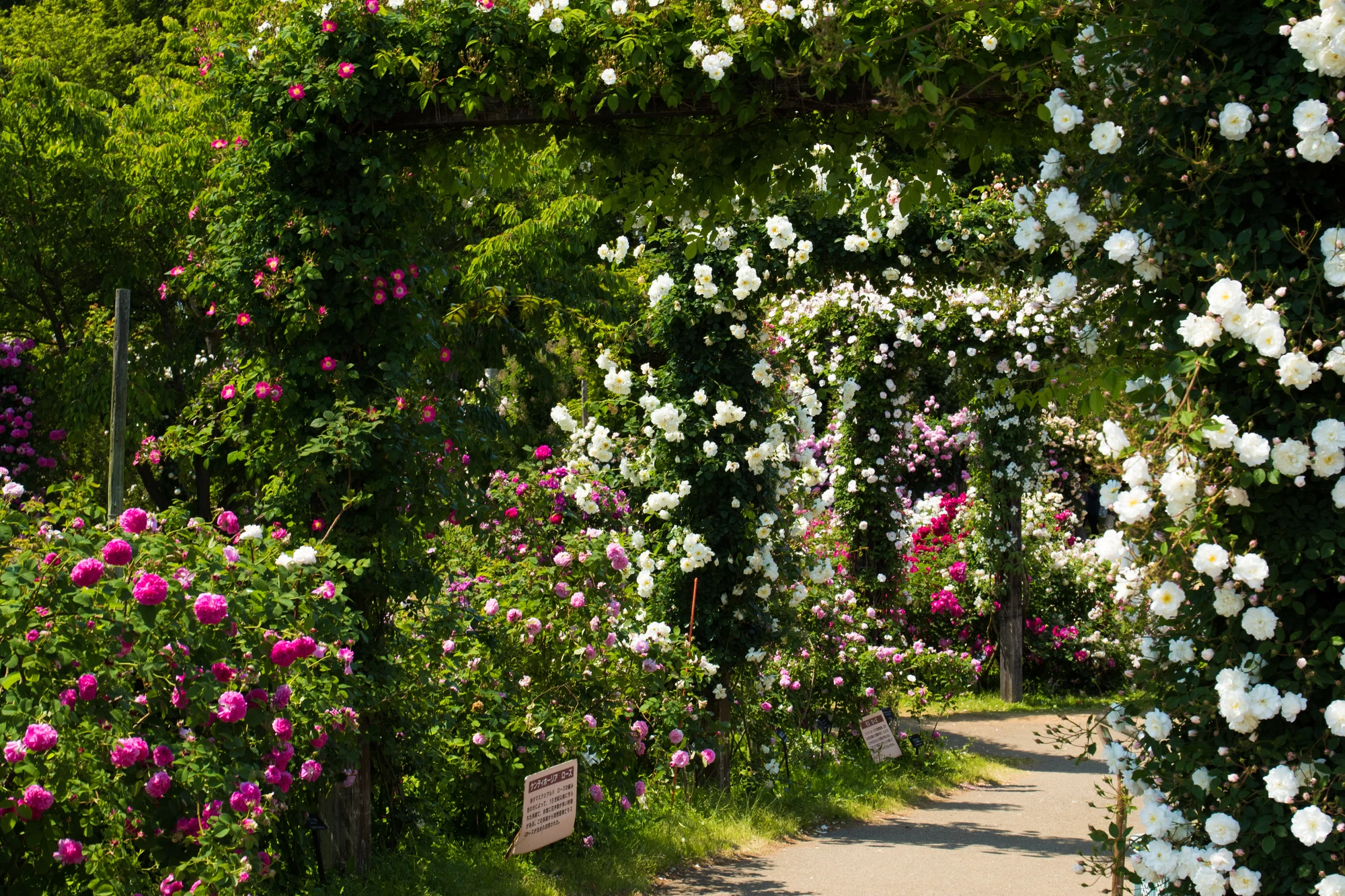 京成バラ園②