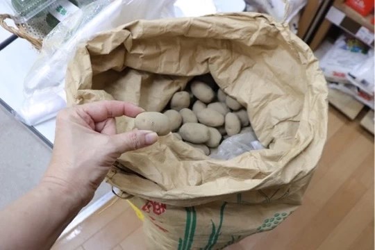 ごうしいも(現地にて撮影)