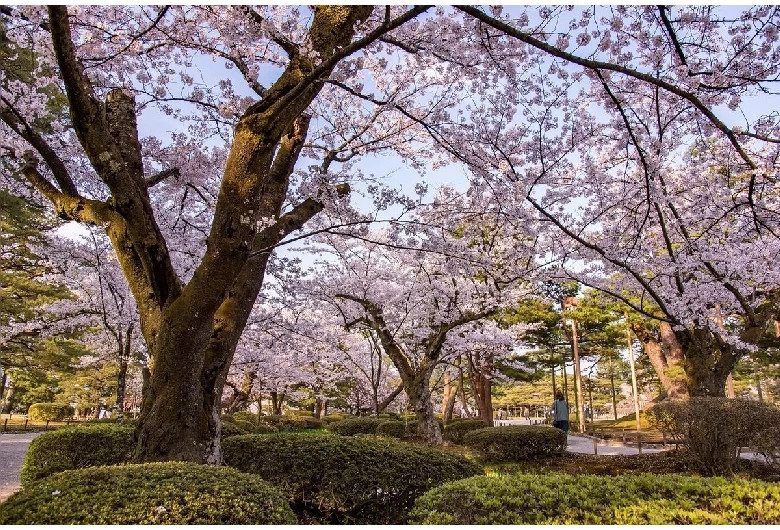 春の兼六園