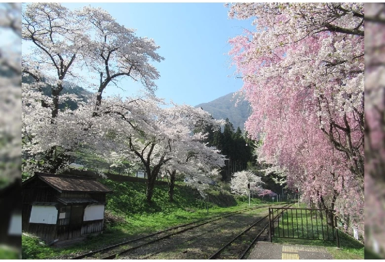 桜の季節の湯野上温泉駅