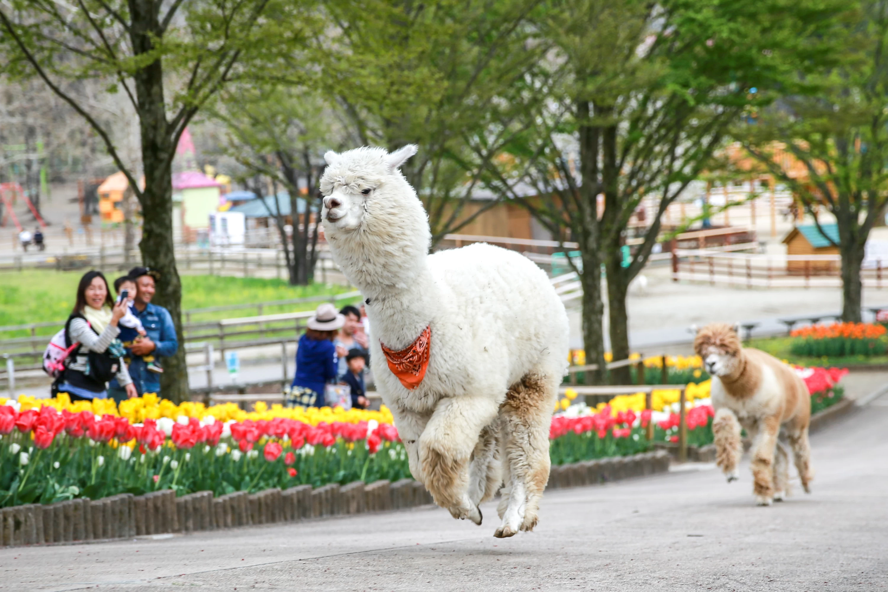 動物たちに癒やされる