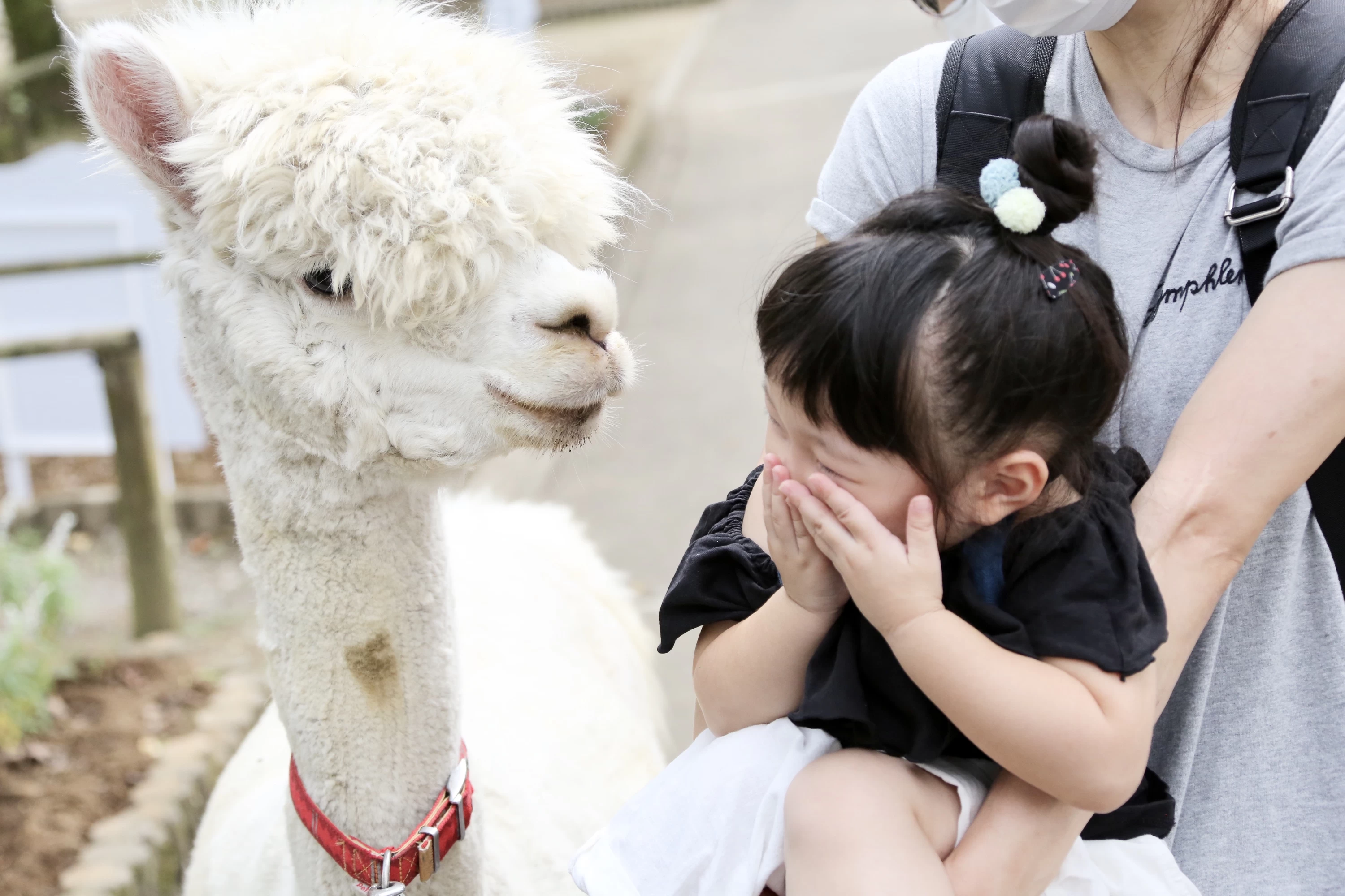 もこもこでまったり癒やし系