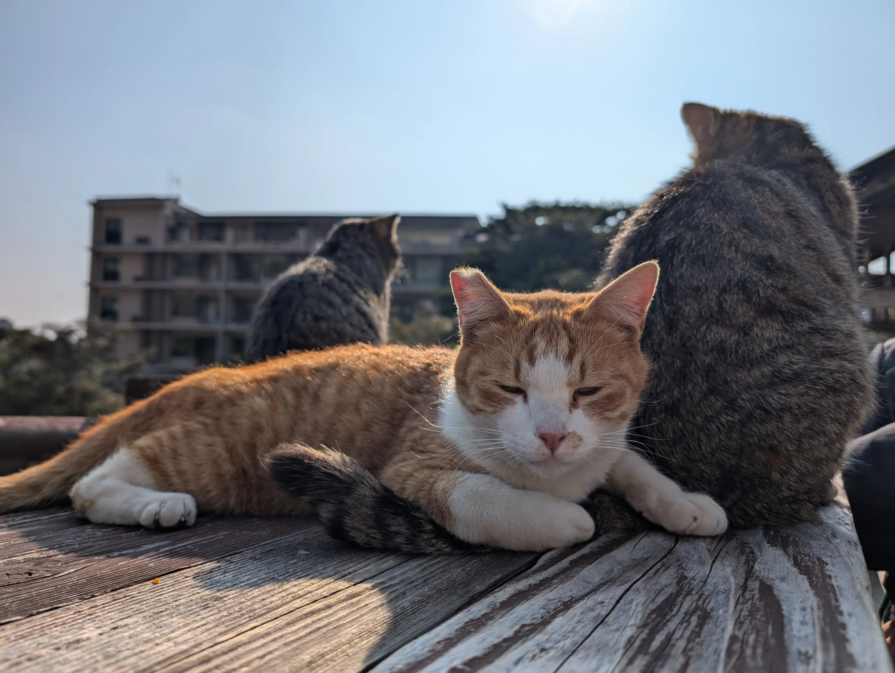 猫たちと一緒に食す（現地にて撮影）