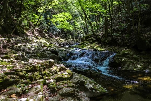 岩肌を流れる森の清流