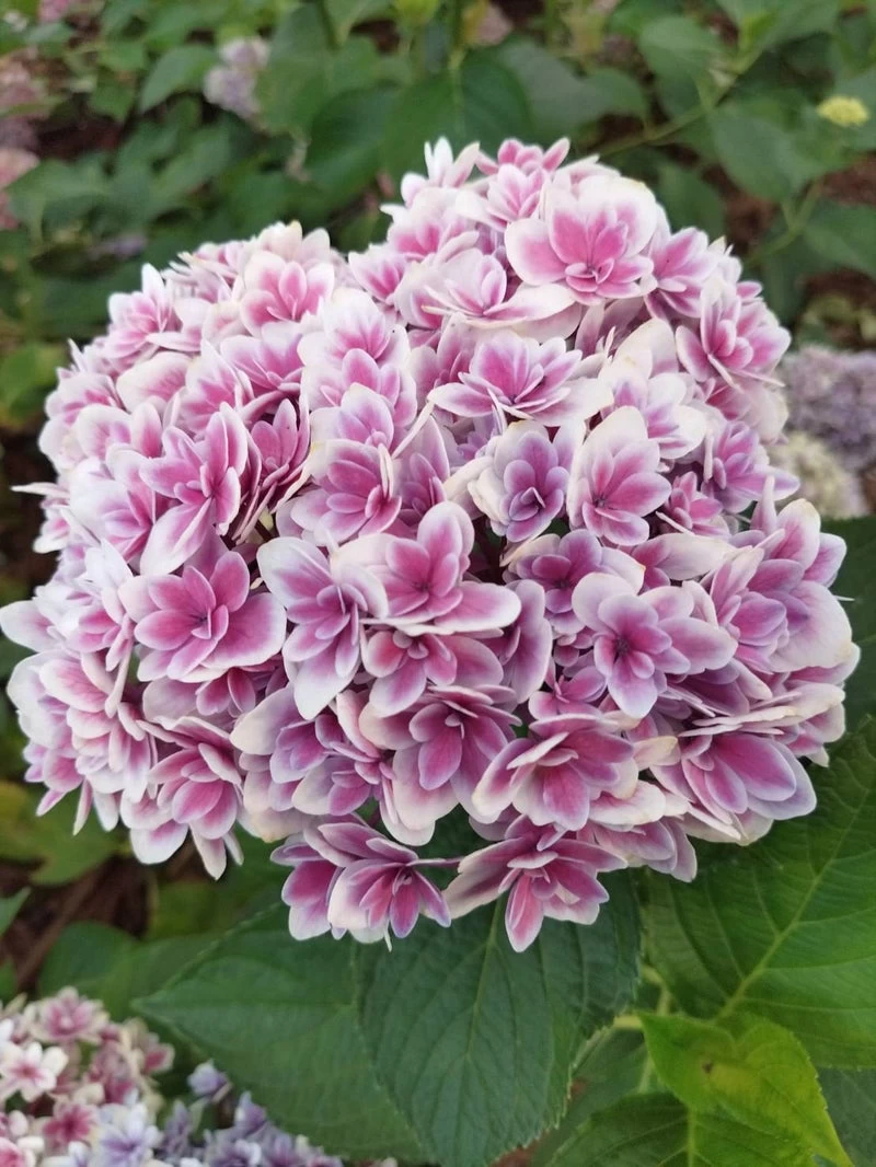 満開のあじさい②