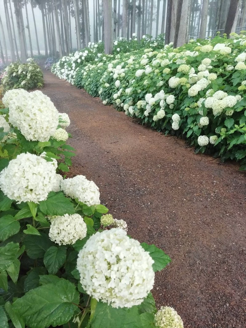 満開のあじさい③