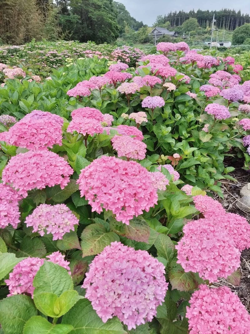 満開のあじさい①