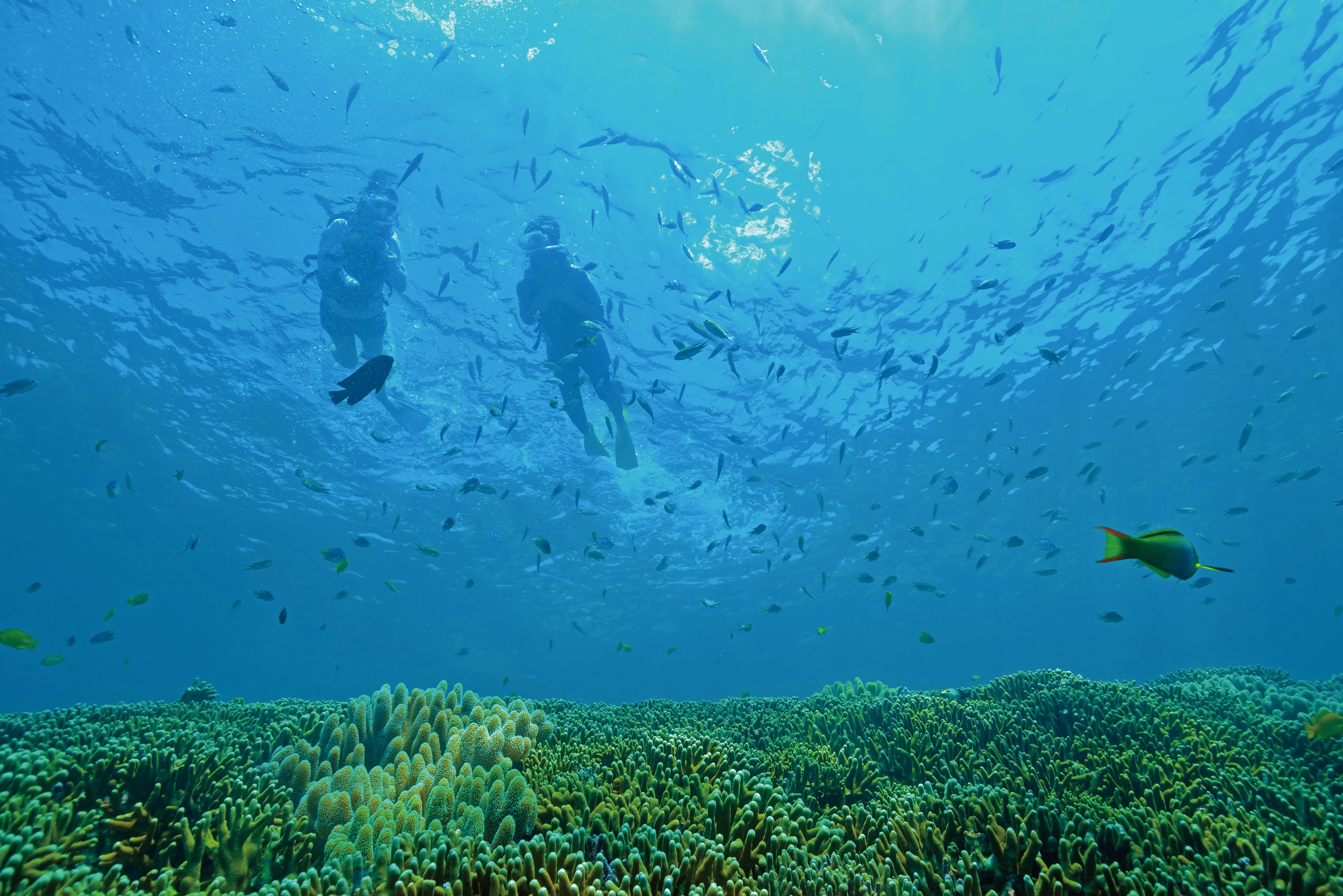 シュノーケリングツアー 