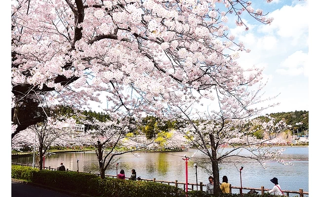 八鶴湖（春）