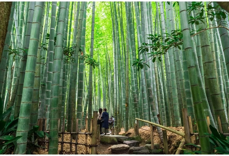報国寺①