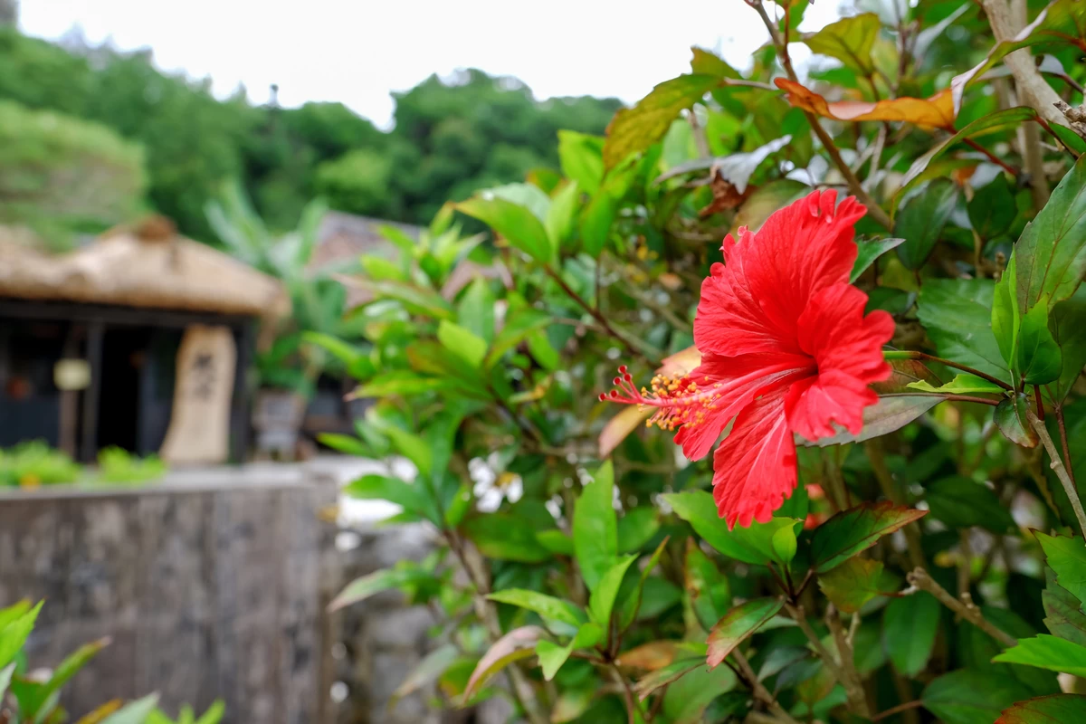 百年古家 大家 うふやー①