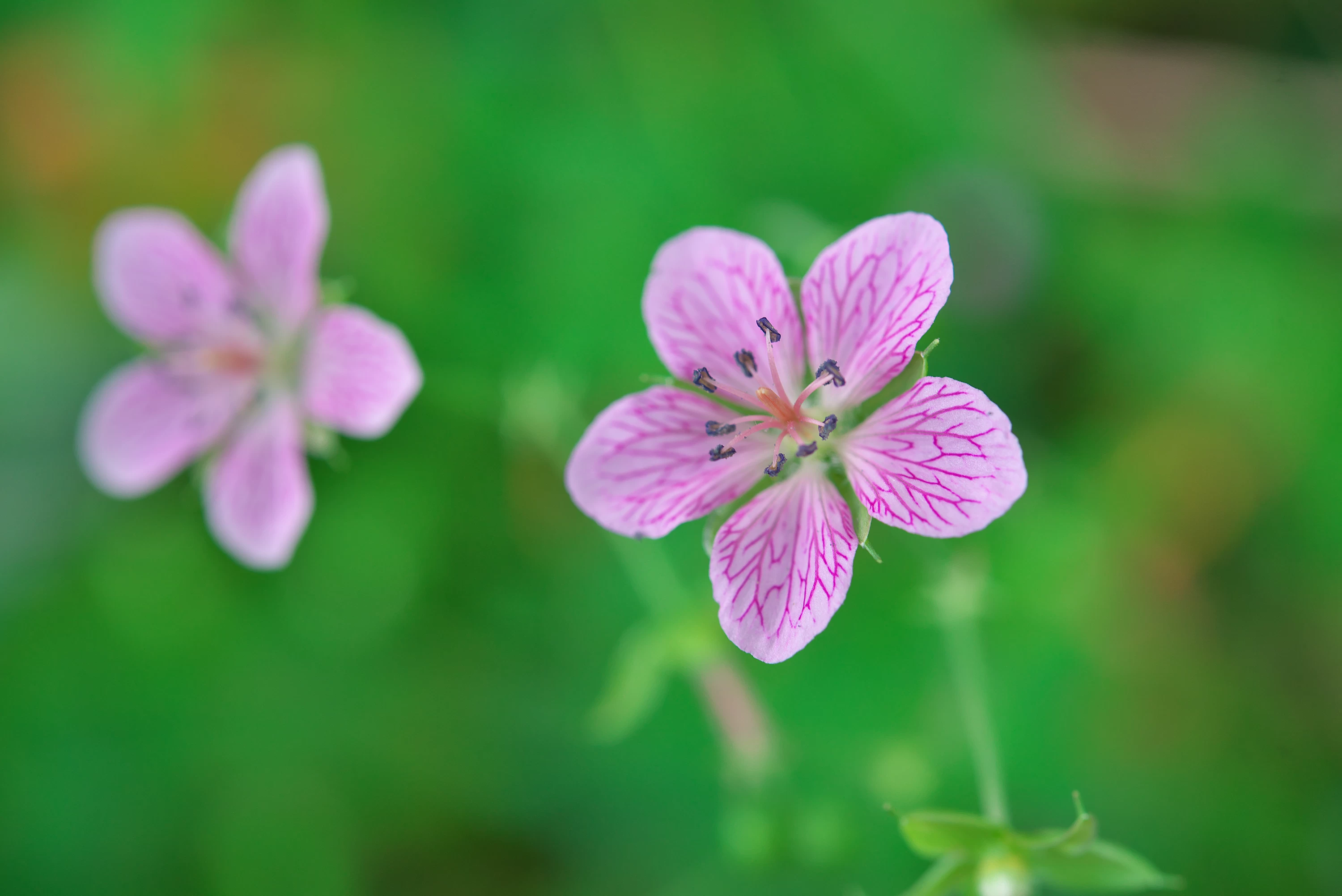 珍しい湿生植物にも注目
