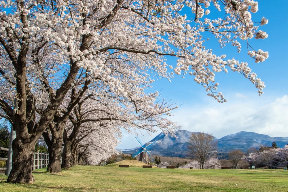 桜と風車