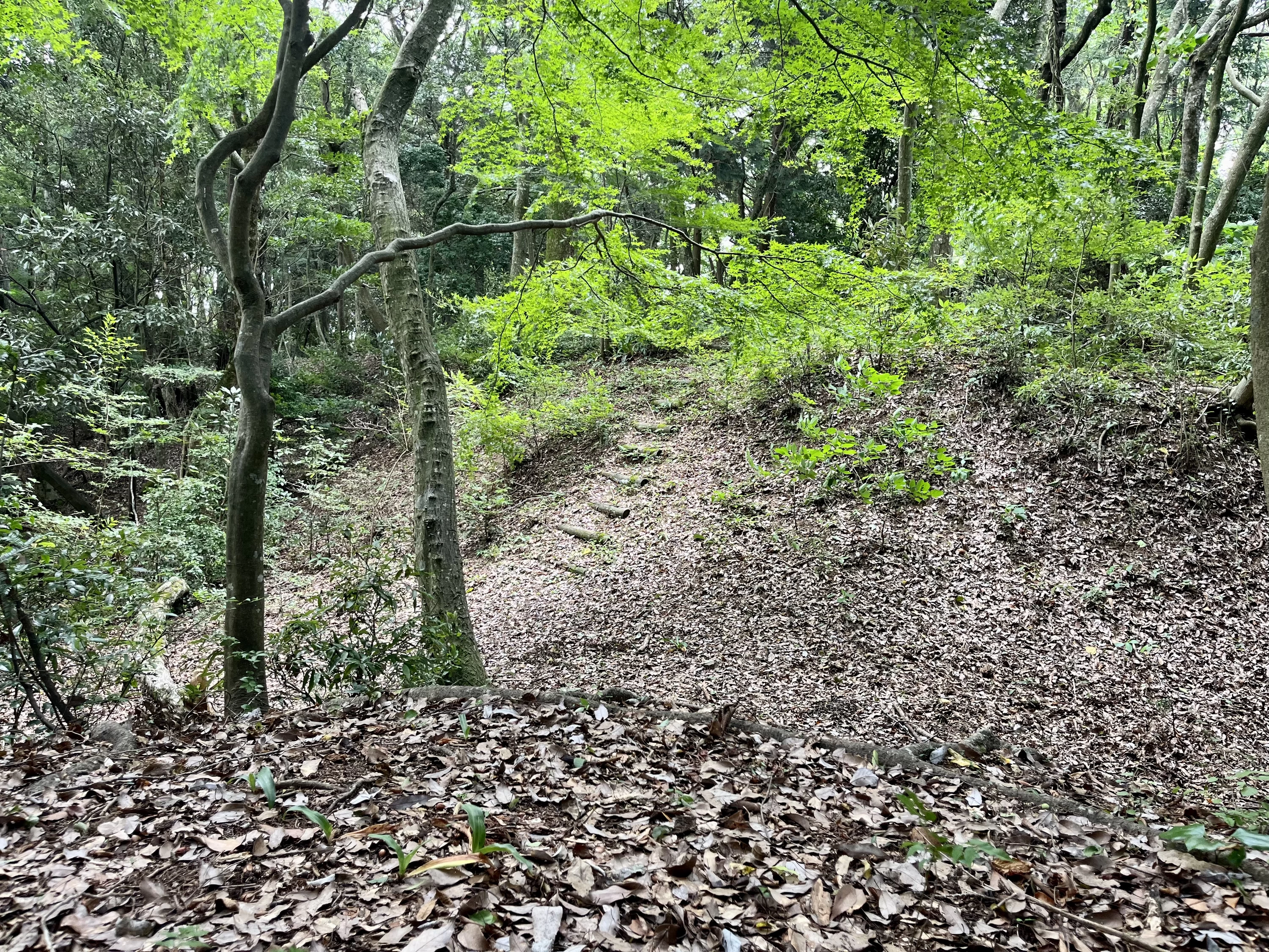 堀切（現地にて撮影）